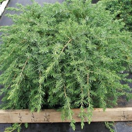 Blue Pacific Juniper | 3 Extra Large 3 Gallon Plants | Live Fast-Growing Ground Cover Shrub, Drought-Tolerant, Low-Maintenance Landscaping Plant