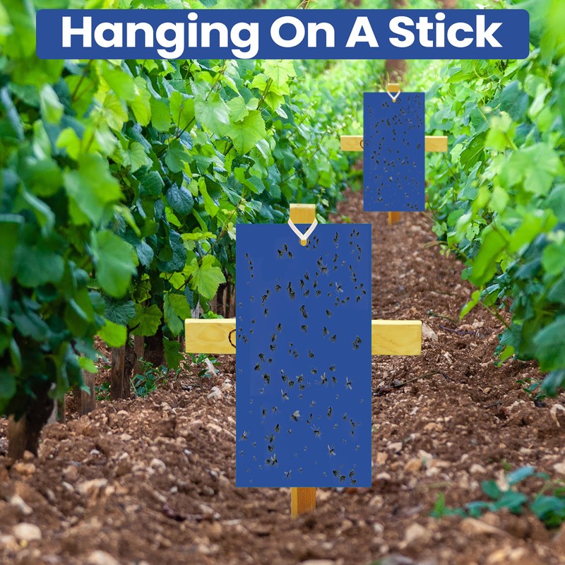 Qualirey 100 Pcs Double Sided Sticky Traps for Flying Plant