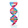 NUOBESTY 1 Set DNA Model, Double Helix Human DNA Model