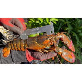 AirFly Aluminum Lobster and Blue Crab Gauge for California, Maine, MA, NH, RI, CT, MP, AL, FL, GA, MD, VA, NC, SC, LA, TX, Canada, 5", 3 1/4". Designed in San Francisco, USA