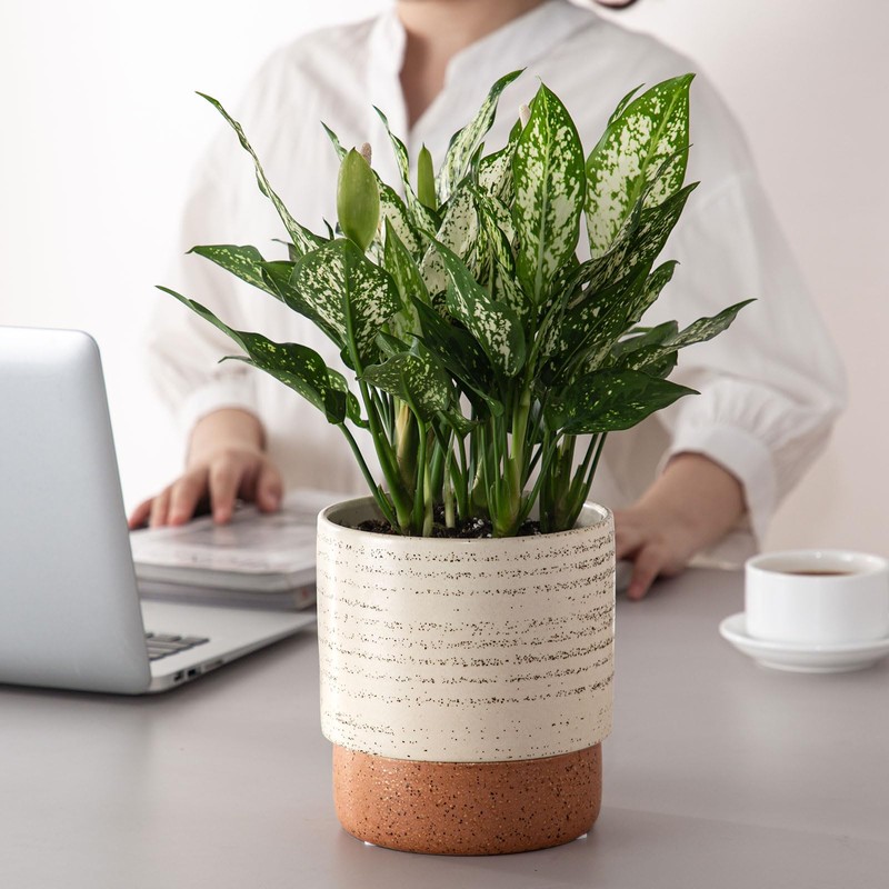 Chubacoo Self Watering Plant Pot: 6 Inch Ceramic Planter with
