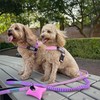 DF Co. Bungee Dog Leash | Strain Free & Shock