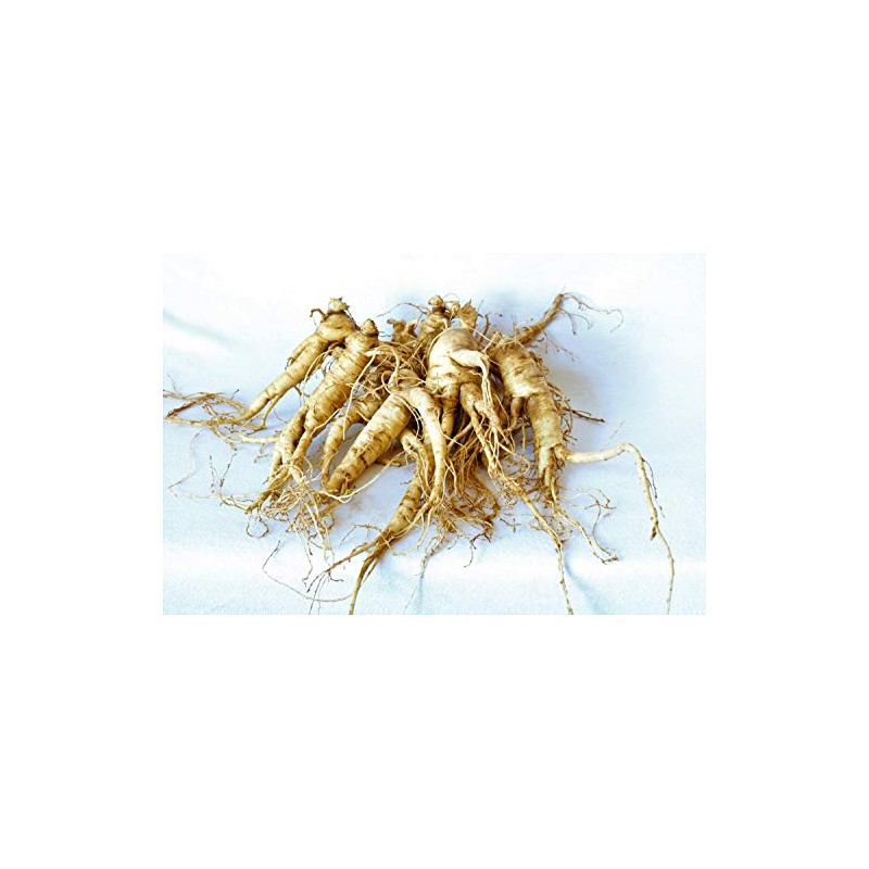 American Ginseng Transplant Roots 4 Years (Premium Quality, Seed Producing