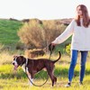 Reflective Dog Collar Padded Black Collar and Lead Set Polyester