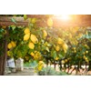 12 Limoncello Labels for Homemade Extracting Lemon Liqueur - Great