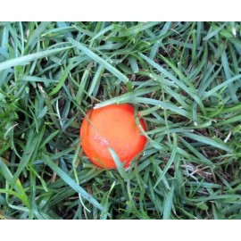 Seaside Supply, LLC Low Profile Survey Stake - Property Corner & Boundary Marker - ORANGE COLOR