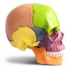 New Anatomy Skull Model 15 Parts Human Anatomy Exploded Skull