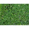 500 Live Duckweed Plants (Lemina Minor)
