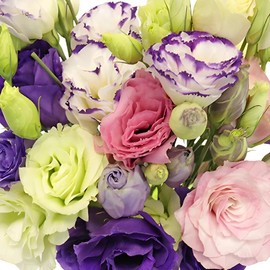 Lisianthus Flower Seeds for Planting - 300+ Annual Lisianthus Non-GMO Mixed Double Flower Seeds