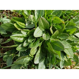 TomorrowSeeds - Large Leaf Sorrel Seeds - 500+ Count - for 2025 Planting Non-GMO Heirloom Herbs Vegetable USA Plant Leaf Herb Rau Chua Vietnamese Garden Lemon French Sour Roselle Grow Your Own Home