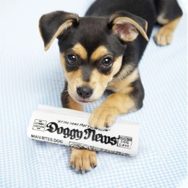 GabeFish 2 PCS Squeaky Newspaper Toys for Dogs, Funny dog Chew Toys, Interactive Toy for Small Dogs, Puppy Chew Toys for Teething