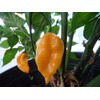 Grenada Seasoning Pepper Seeds 10+ Seeds