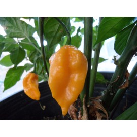 Grenada Seasoning Pepper Seeds 10+ Seeds
