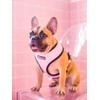 Adjustable Vest Harness for Small to Medium Dogs, French Bulldog