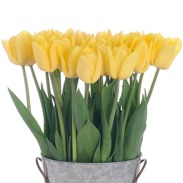 Stargazer Barn "Sunny Side" Bouquet Stems of Bright Yellow Tulips with French Bucket Style Vase California Grown, 24 Count