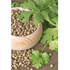 NIKA SEEDS - Seeds Herb Coriander Heirloom - 500 Seeds