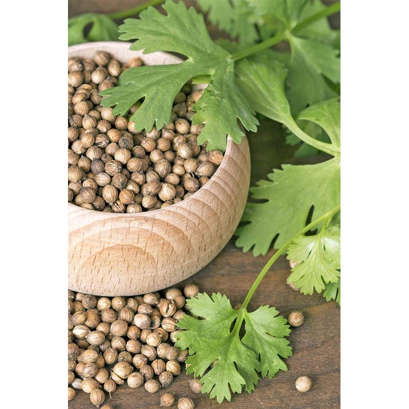 NIKA SEEDS - Seeds Herb Coriander Heirloom - 500 Seeds