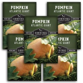 Atlantic Giant Pumpkin Seeds for Planting - 5 Packets with Instructions to Plant & Grow Award Winning Extremely Big Pumpkins in Your Home Garden - Non-GMO Heirloom Variety - Survival Garden Seeds