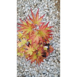 Pixies Gardens (1 Gallon Sango-Kaku Japanese Maple-Brilliant Red Bark(Coral Bark)- A Real Beauty Coral Barurn Bright Red Year Round Beauty with Spectacular Range of Leaf Colors- A Real Beauty