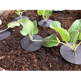 Linic Products UK Made, Reusable Cabbage Plant Protector Barrier Guard Collar Mat, Deters Root Flies and Weeds at Roots of Plants (X8140). Free UK Postage. (10)
