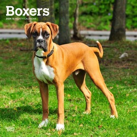 Boxers International Edition | 2024 12 x 24 Inch Monthly Square Wall Calendar | BrownTrout | Animals Dog Breeds