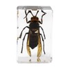Celestron - 3D Bug Specimen Kit #5 - Observe Insects
