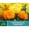 Southern Seeds Marigold, Crackerjack - 100 Seeds - Giant blossoms
