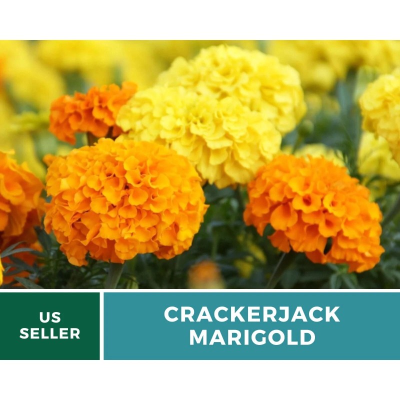 Southern Seeds Marigold, Crackerjack - 100 Seeds - Giant blossoms