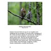 Book Photographing & Banding Owls 8-1/2" X 11" Images &
