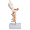 Cranstein A-320 Halswirbelsäule Modell | mit Spinalnerven und Vertebralarterien