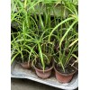 3+ Water Plant Bamboo Fan (Cyperus) Umbrella Palm. Nutgrass