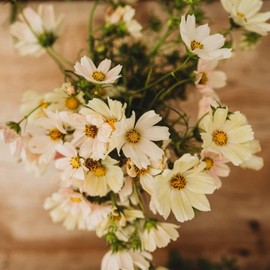 Pale Yellow Cosmos (Bipinnatus) - 250 Seeds - Great for Bouquets & Flower Arrangements, Attracts Pollinators, Non-GMO Cosmos Seeds for Planting in The Home Garden, Thresh Seed Company