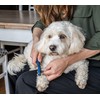 Mikki Doodles Dog Grooming De-Matting Tool, Heat Treated Micro Serrated