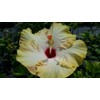 Evangeline or Evangaline Tropical Exotic Fancy Hibiscus Live Plant Yellow