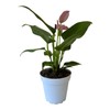 Purple Anthurium, Indoor Plant, Live Plant, 4 inch Pot -