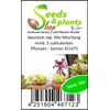 Pcs - 10x Aeonium SSP. Mix Mixture at Least 5