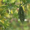 TomorrowSeeds Black Pearl Bitter Melon | Indian Bitter Gourd Dark