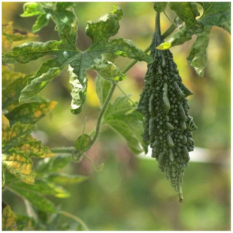 TomorrowSeeds Black Pearl Bitter Melon | Indian Bitter Gourd Dark