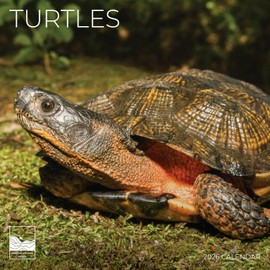 2026 Wall Calendar | 12" x 24" Open | Nature Photography Thick & Sturdy Paper for Organizing & Planning | Office Kitchen Decor or Gift | Pacific Waters Press (Turtles)