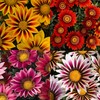 300+ Gazania Seeds for Planting Mix Heat & Drought Tolerant