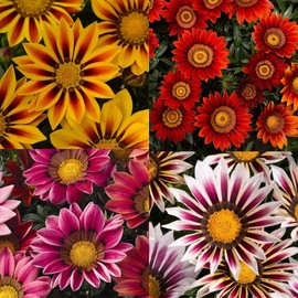 300+ Gazania Seeds for Planting Mix Heat & Drought Tolerant Garden Flower & Ground Cover Plants