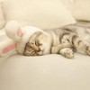 Rabbit Hat for Cats, Cat Cosplay, Rabbit Ears Transformation, Adjustable