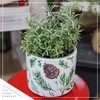 Live Aromatic and Edible Herb - Lavender (4 Per Pack),