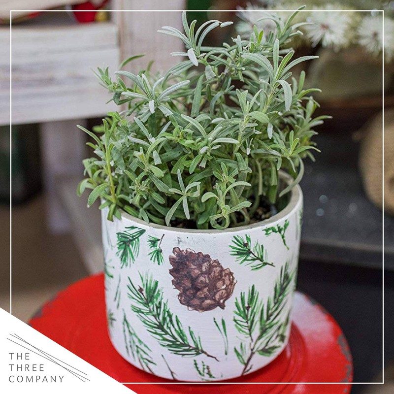 Live Aromatic and Edible Herb - Lavender (4 Per Pack),