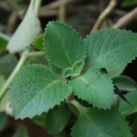 Cuban Oregano Starter Plants - Specification: 1 Pack
