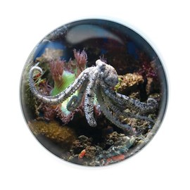 Deluxebase Magnidome Octopus Fridge Magnet – Crystal Glass Dome Animal Magnets for Fridges, Decorative Strong Magnet for Kitchen Accessories, Novelty Gifts and Cute Home Decor.