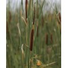15000 Typha Latifolia Cattail Seeds - Common Cat Tail -