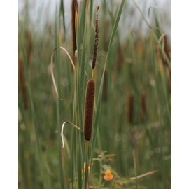 15000 Typha Latifolia Cattail Seeds - Common Cat Tail - USA ILINOIS Grown
