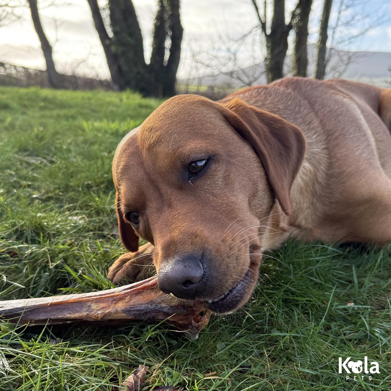 Ostrich Bones for Dogs Metatarsus 100% Natural Long-Lasting Dog Chew
