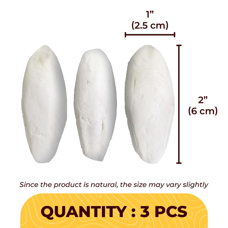 SunGrow Large Cuttlefish Bones for Cockatiels, Turtles, Shrimp, Dog Calcium,
